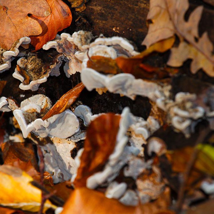 Image of 12 oktober - bos & bord